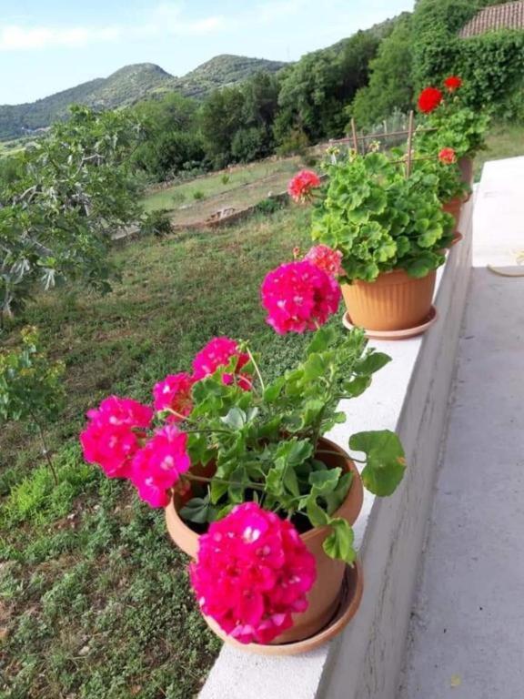 Janjina Gardenia House 빌라 외부 사진